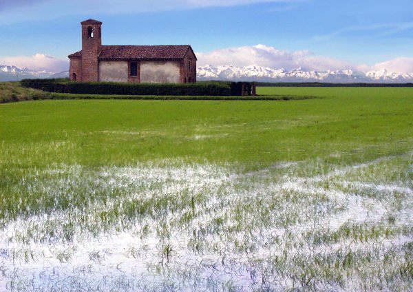 riso-raccolta-iniziata-in-lombardia