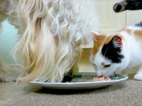 a-roma-apre-il-ristorante-per-cani-e-gatti