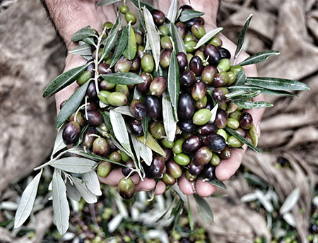 agricoltura-sociale-a-san-patrignano