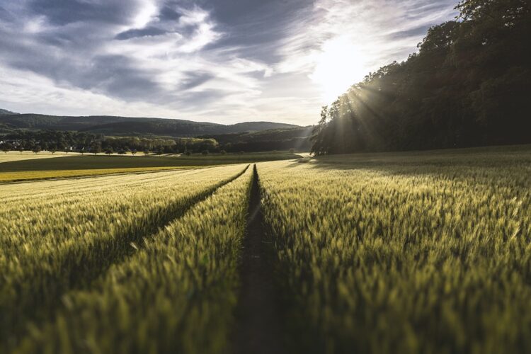 aggiudicati-i-lotti-3-e-4-della-gara-per-il-sistema-informativo-agricolo-nazionale-sian