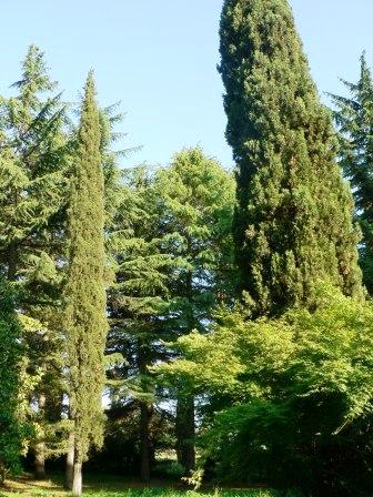 La nuova strategia forestale dell'Unione europea