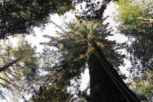 lalbero-piu-alto-ditalia-misurato-e-identificato-in-toscana