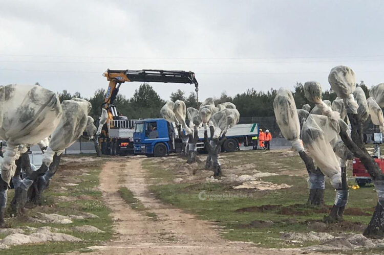 tap-e-scontro-per-gli-ulivi-in-puglia