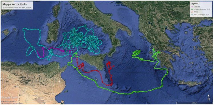 giornata-mondiale-delle-tartarughe-recuperate-64-caretta-caretta