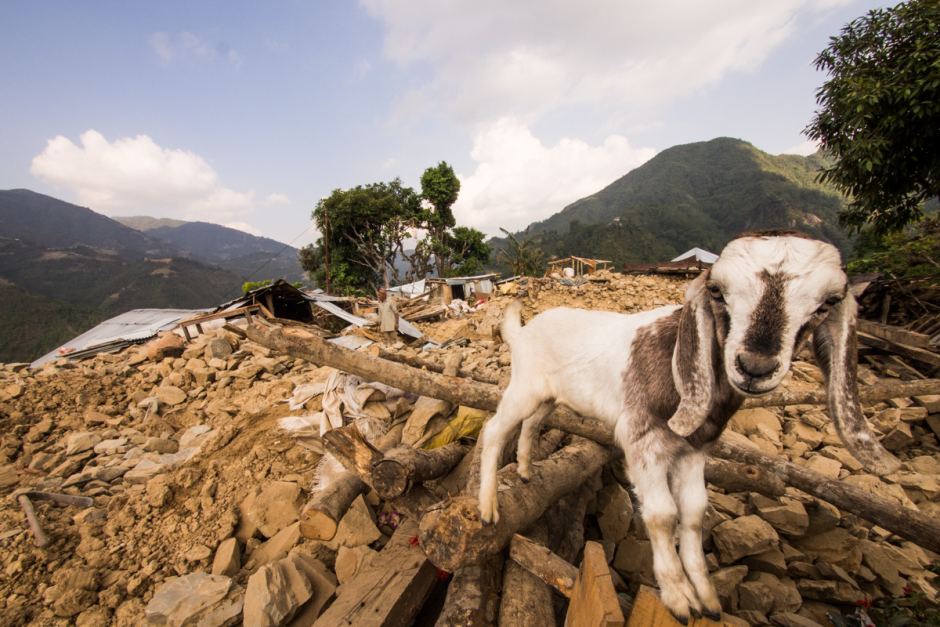 terremoto-anche-la-zootecnia-al-collasso