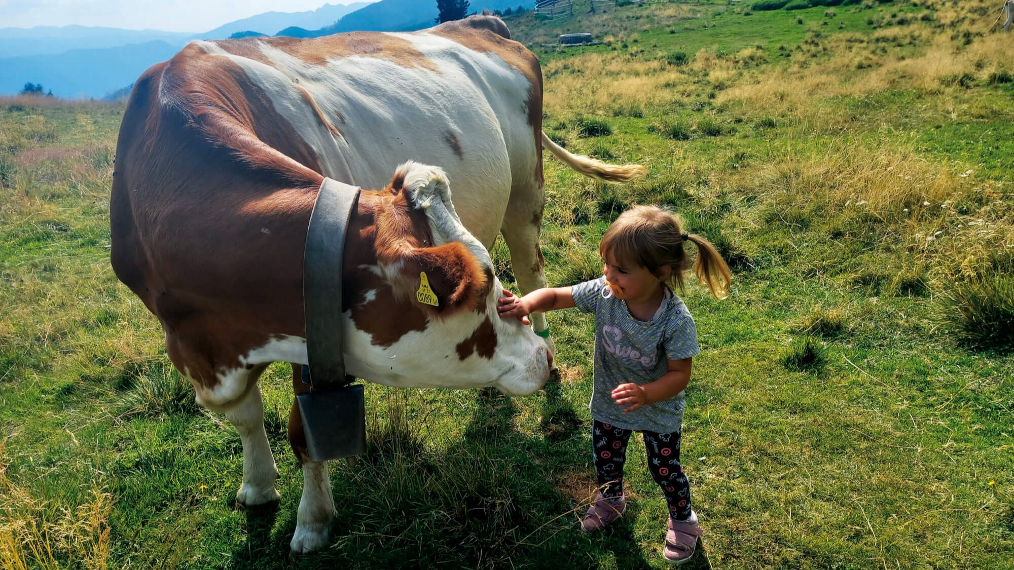 valsugana-iniziativa-per-valorizzare-i-pascoli