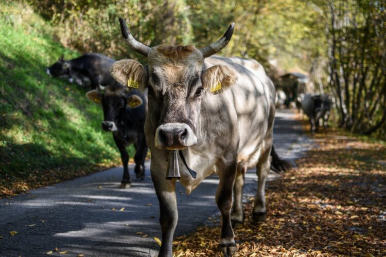 zootecnia-sale-il-costo-delle-materie-prime