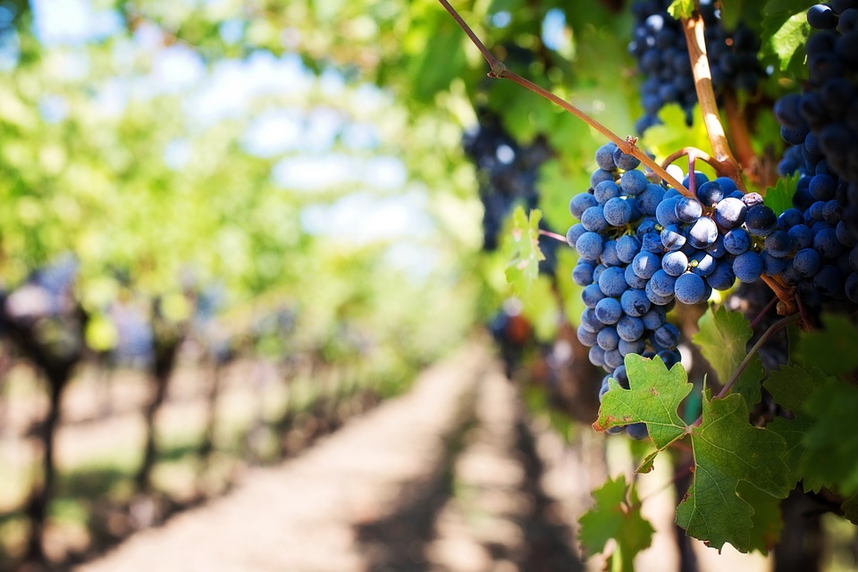 il-cambiamento-climatico-cambiera-anche-il-vino