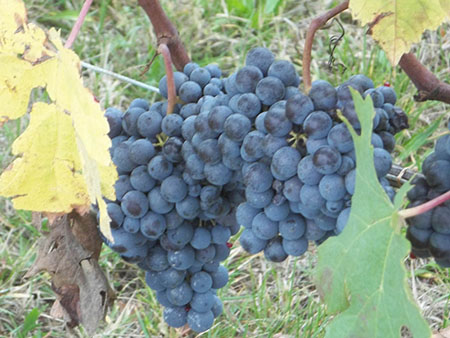 vino-cresce-lexport-del-made-in-italy-nei-paesi-extra-ue