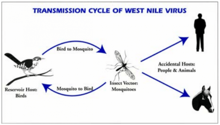 i-virus-portati-dal-cambiamento-climatico