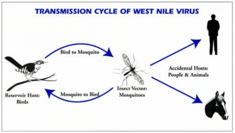 i-virus-portati-dal-cambiamento-climatico