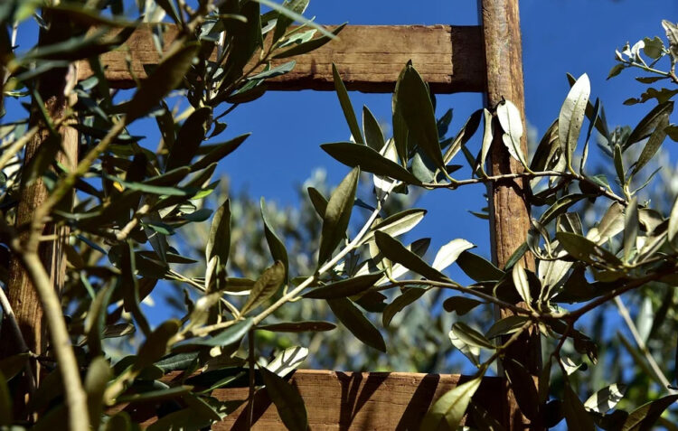 xylella-chiesto-stato-di-calamita-anche-per-la-provincia-di-taranto