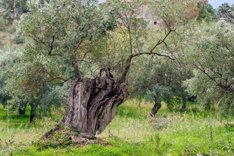 xylella-300-milioni-entro-lanno