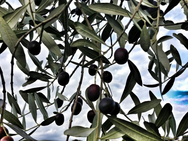 xylella-varate-nuove-misure