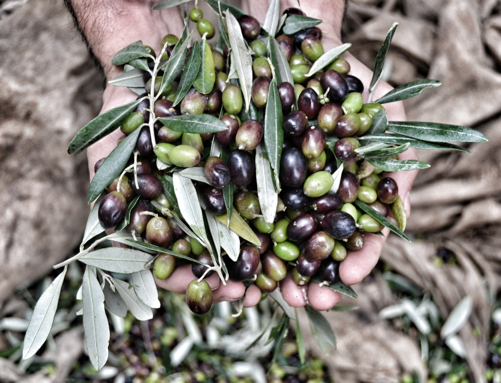 xylella-rischio-sanzioni-piu-concreto-per-litalia